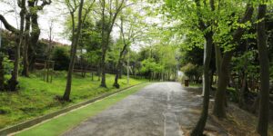 푸른 나무와 평탄한 산책로가 어우러진 평화로운 공원 전경