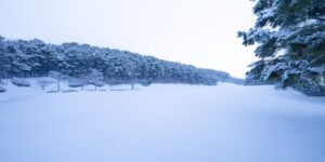 평창 오대산 전나무 숲길의 평온하고 아름다운 풍경