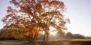 가을 단풍이 아름다운 공주 공산성 전경