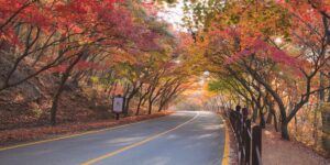 가을 단풍이 아름다운 문경새재의 평탄한 무장애 산책로 풍경