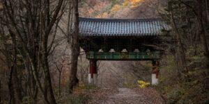 평창 월정사 전나무 숲길의 가을 풍경과 평탄한 무장애 산책로