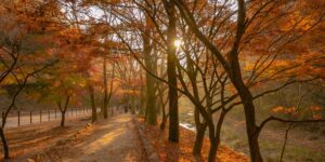 가을 정취가 가득한 양평 두물머리의 평화로운 강변 산책로 전경
