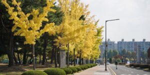가을 단풍으로 물든 단양 만천하스카이워크 전경