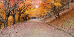 가을 단풍이 아름다운 공주 공산성 성곽길 전경