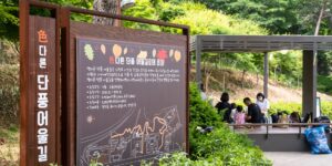 가평 잣향기푸른숲의 가을 단풍과 무장애 데크길 전경