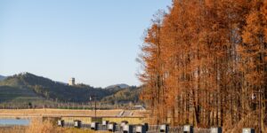가을 풍경이 아름다운 예산 예당호 출렁다리의 전경