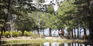보령 성주산 자연휴양림의 울창한 편백나무 숲 사이로 조성된 평탄한 무장애 데크길 전경